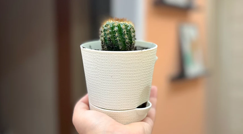 как ухаживать за маленьким кактусом