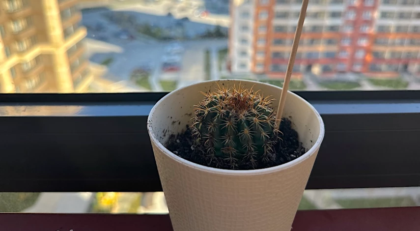 как ухаживать за кактусом в домашних условиях
