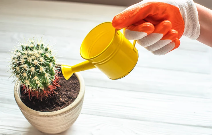 как ухаживать за кактусом в горшке