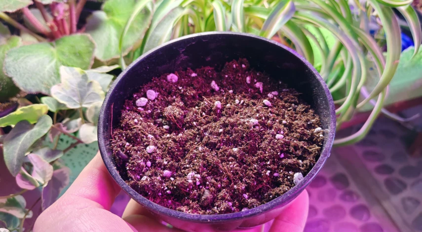 грунт для замиокулькаса какой