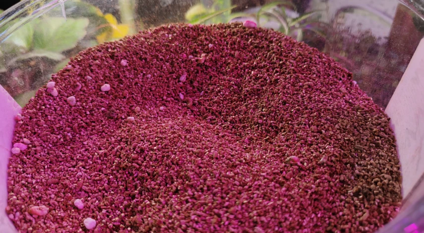 замиокулькас пересадка грунт какой