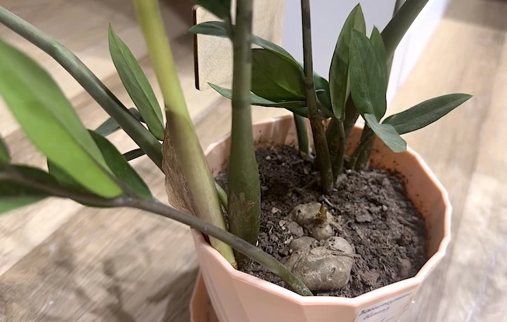 купить грунт для замиокулькаса