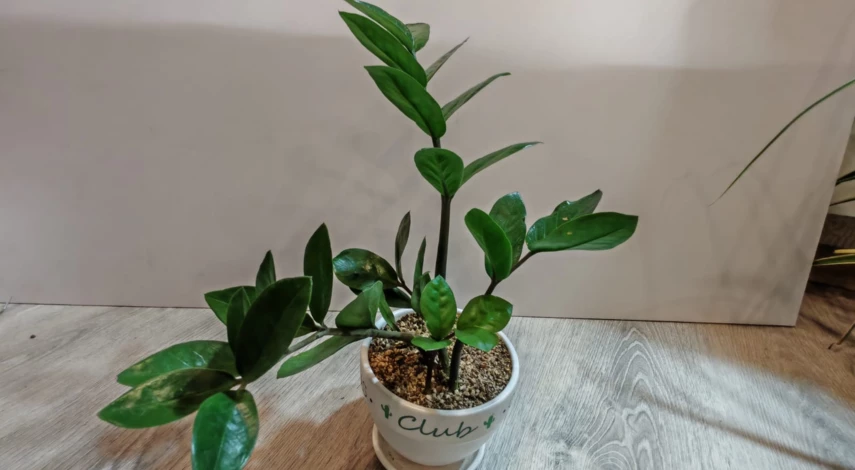 почва для замиокулькаса