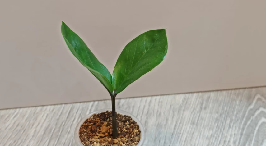 грунт для долларового дерева