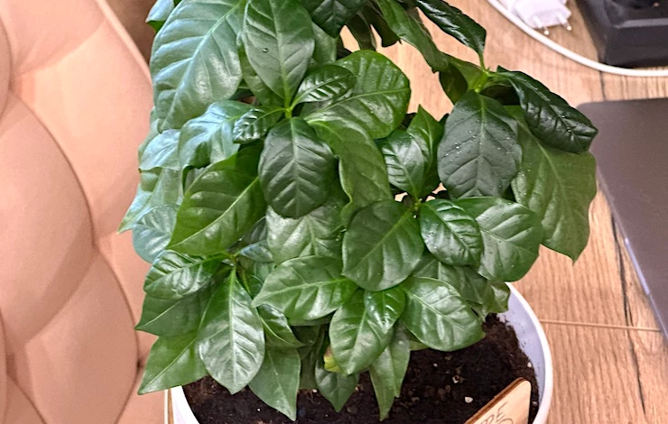 кофейное дерево домашнее