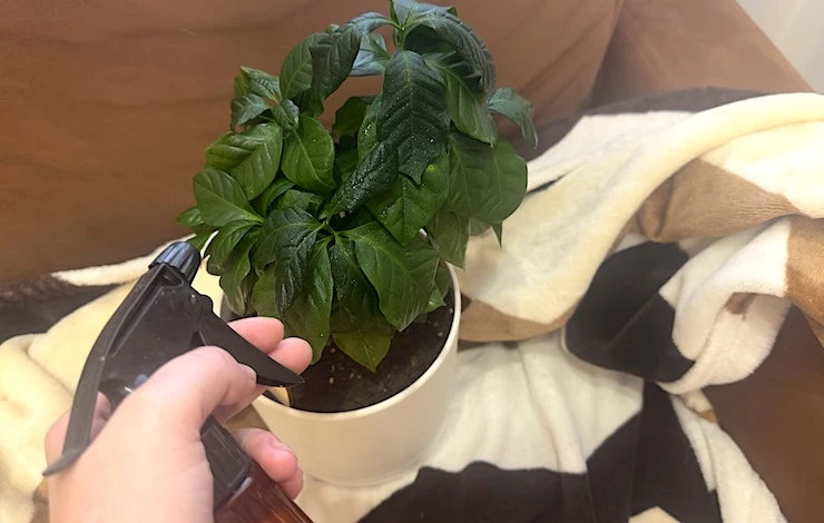 кофейное дерево в домашних условиях