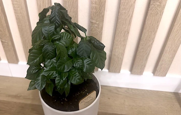 кофейное дерево условия