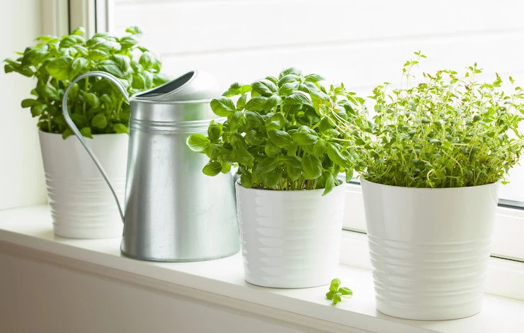 огород на окне