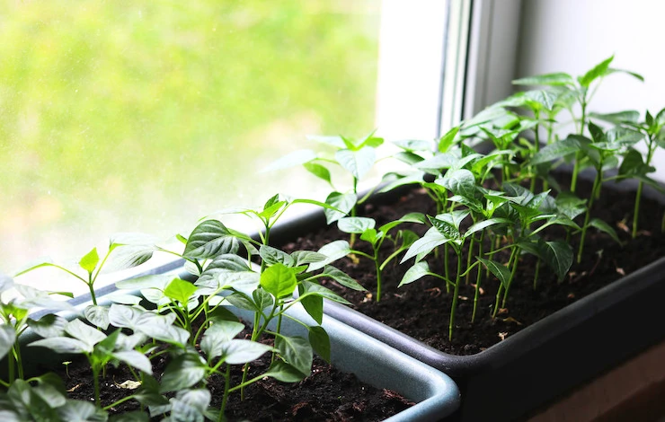 огород на окне в детском