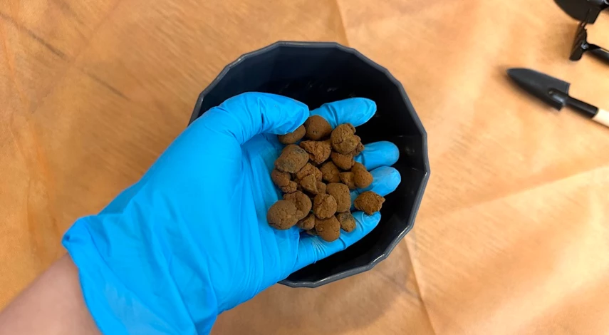 комнатный с большими листьями