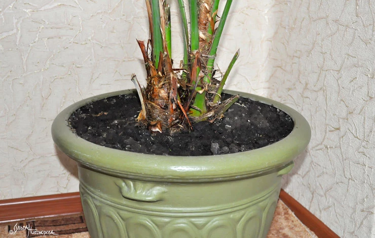 большие комнатные цветы