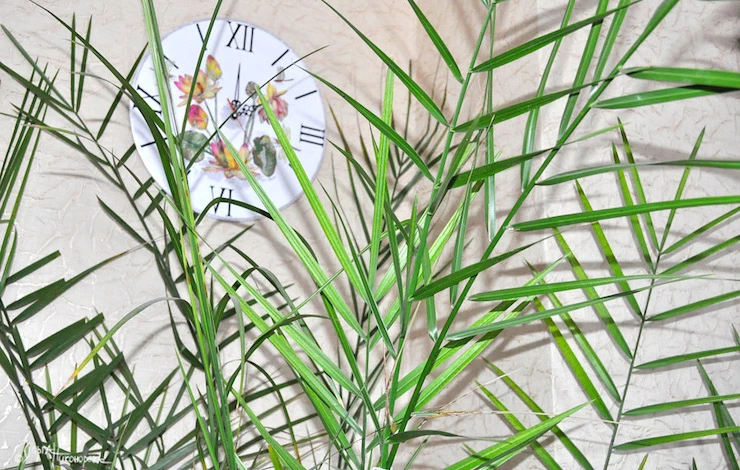 названия комнатных с большими листьями