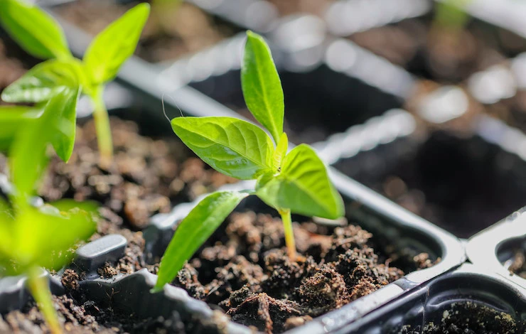 сею перец на рассаду