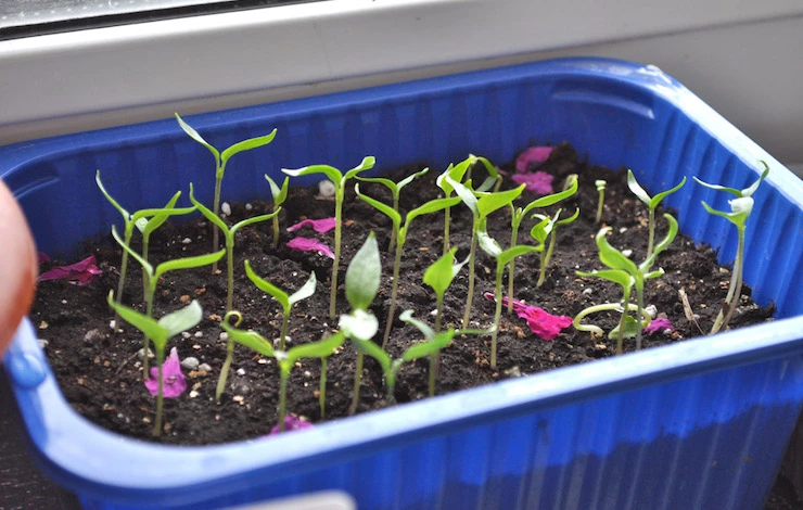 посев перца на рассаду