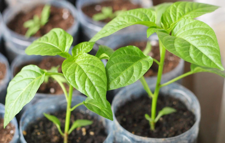 рассада болгарского перца