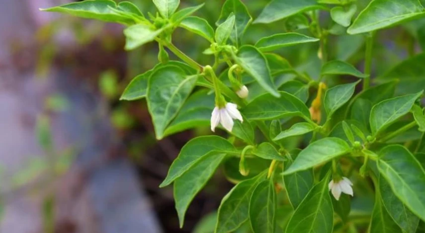 рассада сладкого перца