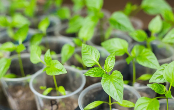 грунт для рассады перца