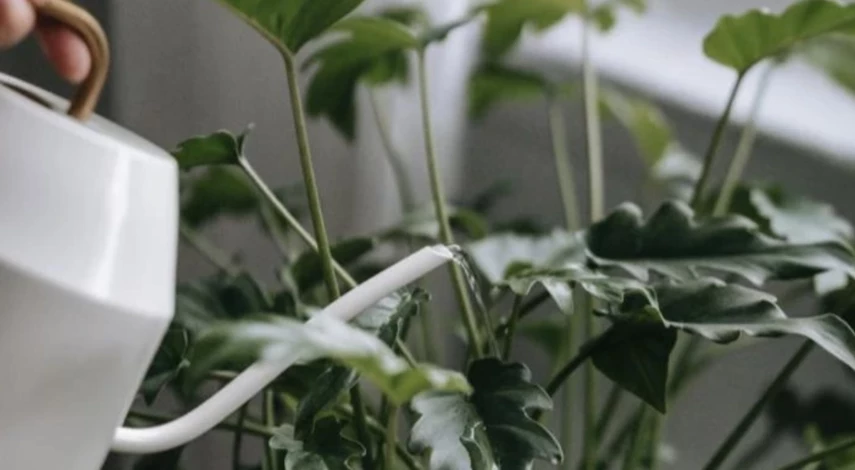 хамедорея сохнет