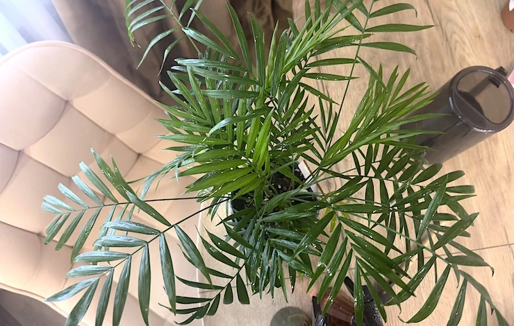 хамедорея домашняя