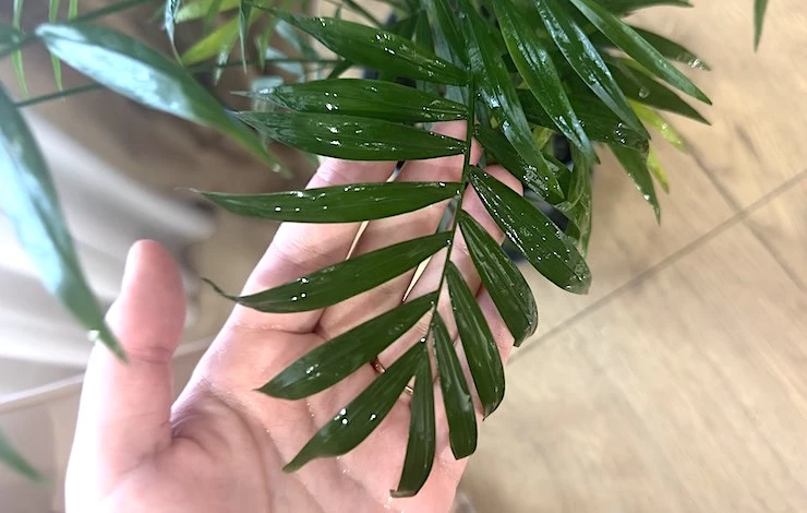 хамедорея условия