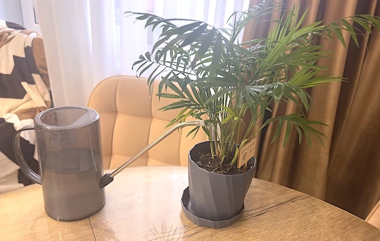 хамедорея в домашних условиях