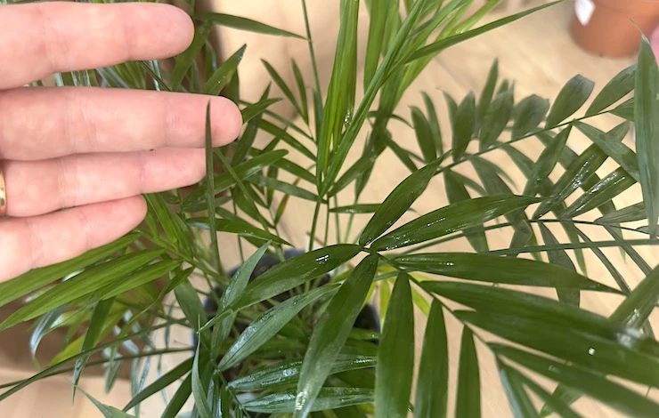 хамедорея уход в домашних условиях