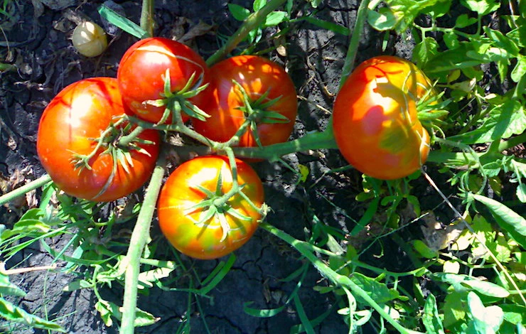 лучшие сорта томатов для теплицы