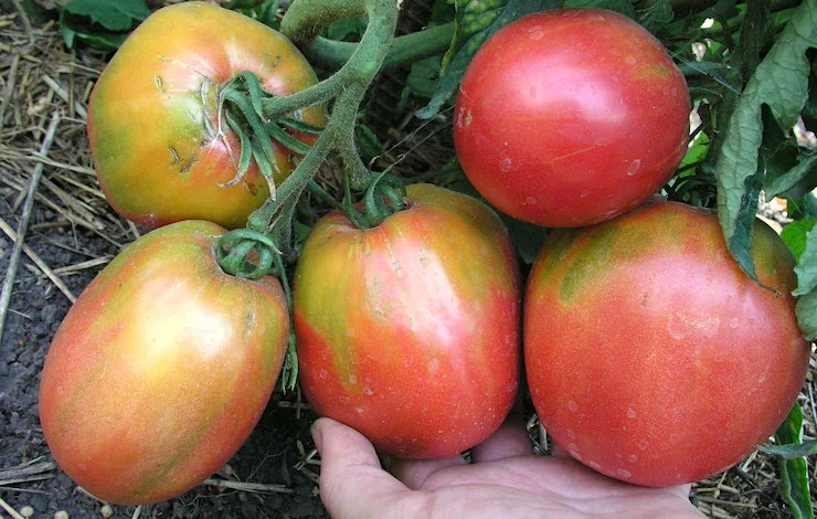 сорта томатов для теплицы из поликарбоната