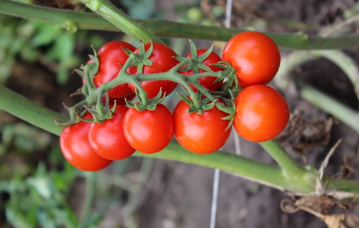 сорта томатов для подмосковья для теплиц