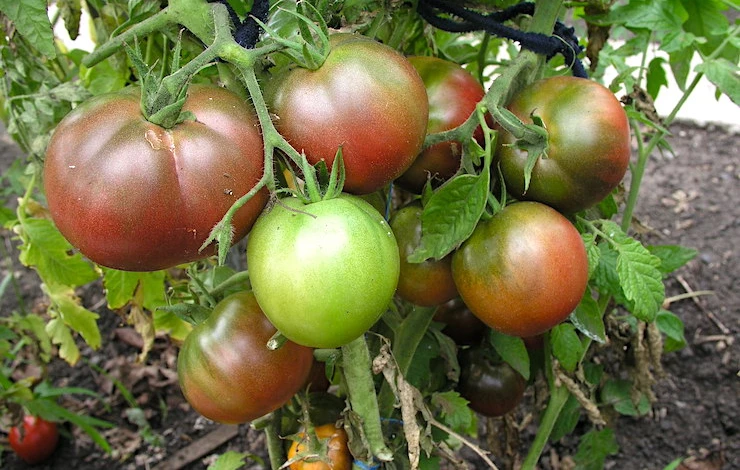 сорта томатов для теплицы отзывы