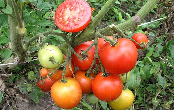 хорошие сорта томатов для теплицы отзывы