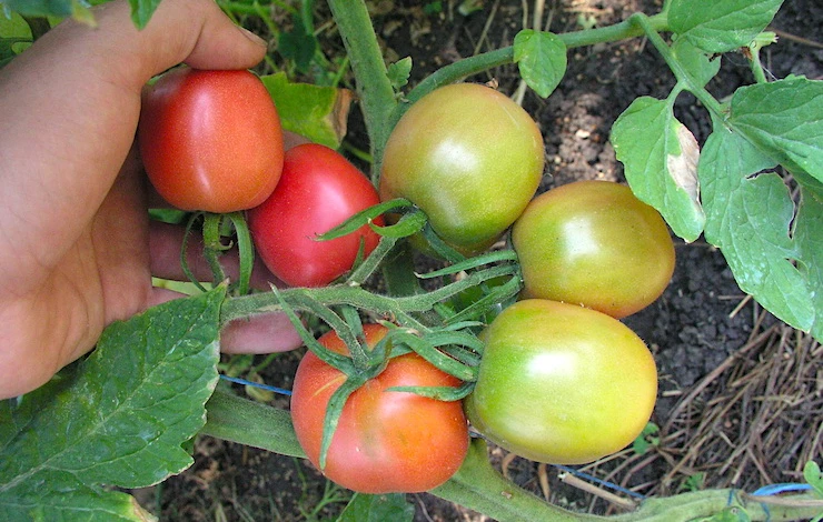 ранние сорта томатов для теплицы