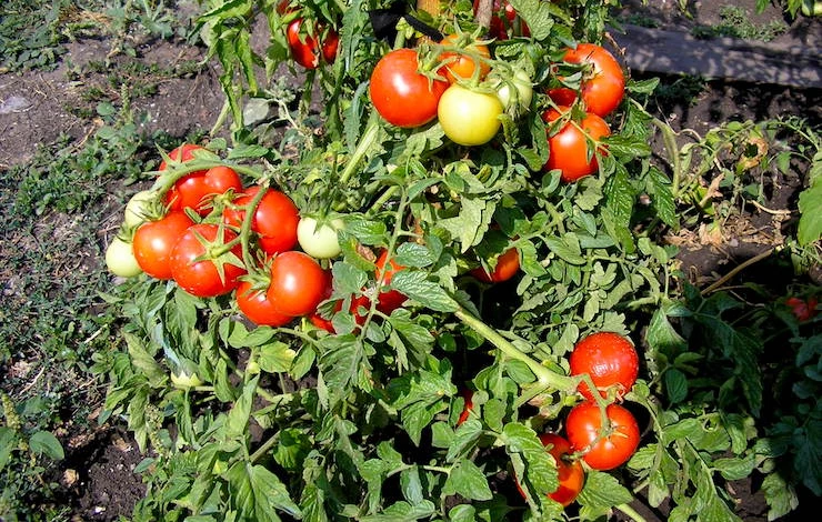 сорта томатов для сибири для теплиц