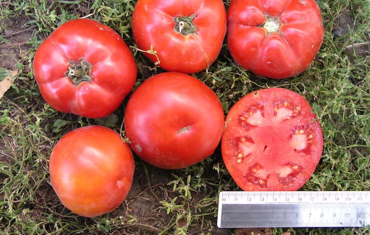 сладкие сорта томатов для теплиц