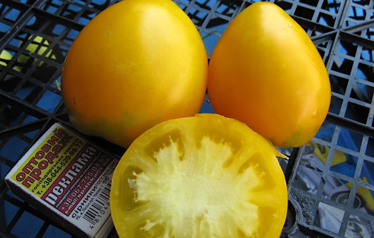 сорта томатов для теплицы устойчивые