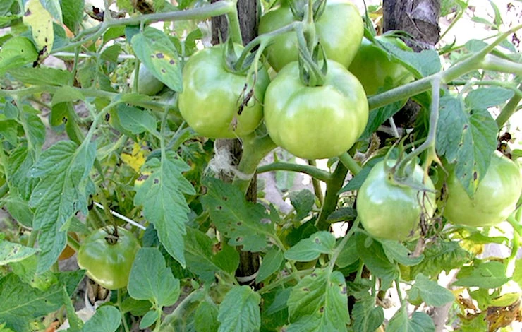 сорта томатов черри для теплиц