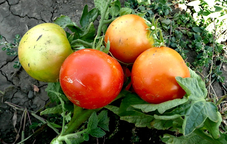 самые урожайные сорта томатов для теплицы