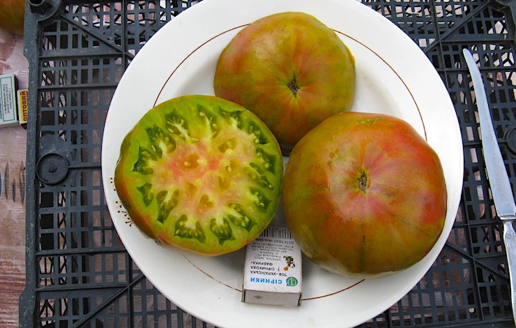 томаты сорта для теплиц подмосковья отзывы