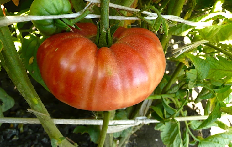 сорта низкорослых томатов для теплиц без пасынкования