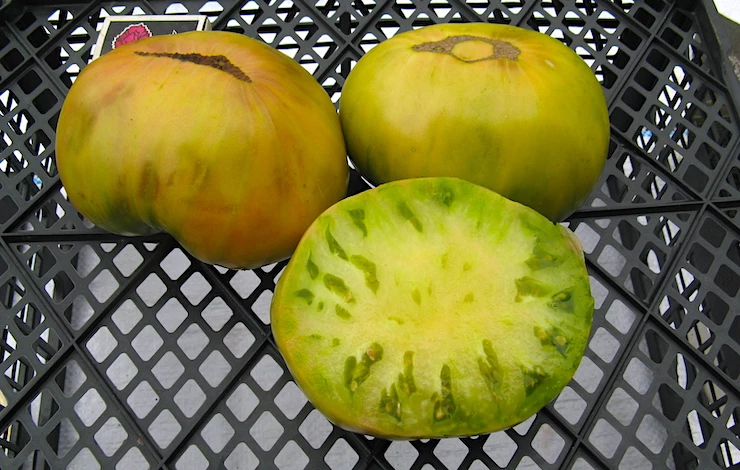 томаты без пасынкования для теплицы лучшие сорта