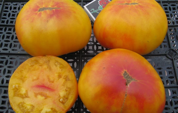 крупноплодные томаты для теплицы лучшие сорта