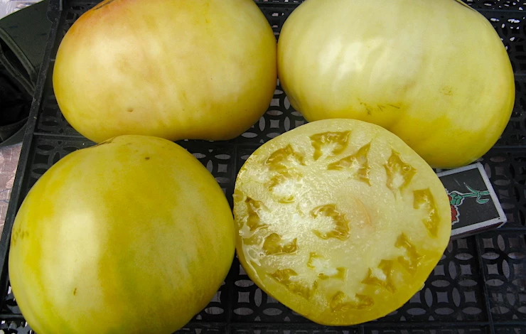 лучшие сорта томатов для теплиц средней полосы