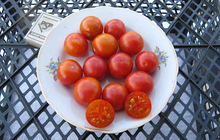 самые лучшие сорта томатов для теплицы