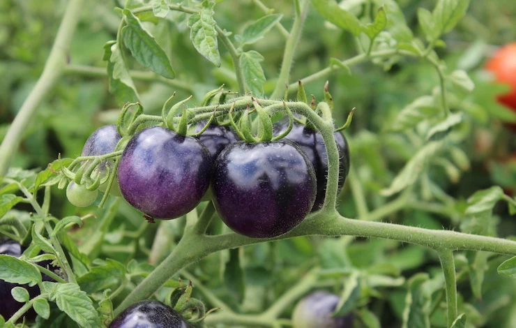 лучшие сорта томатов для сибири в теплице