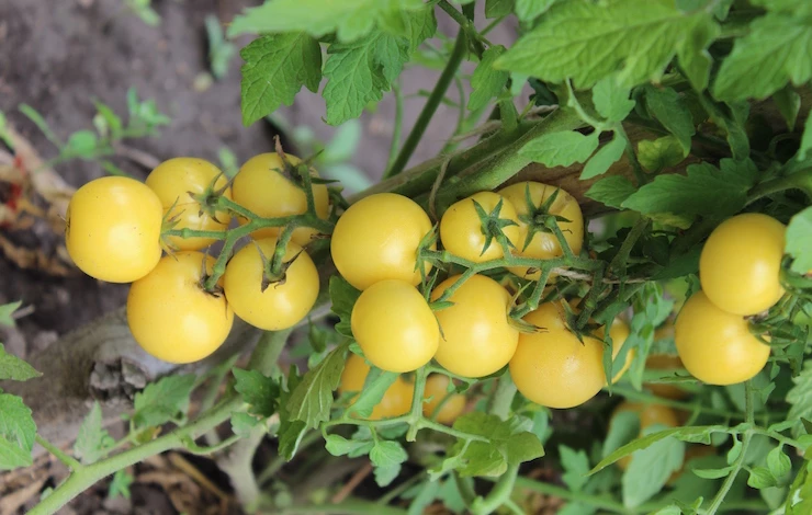 сорта томатов для теплицы партнер