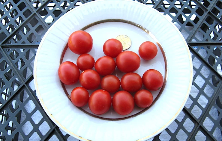 детерминантные сорта томатов для теплицы