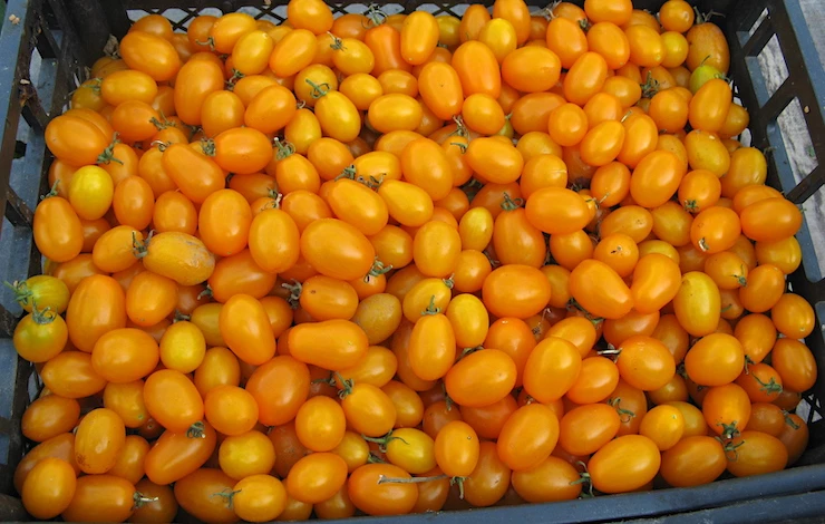 сорта томатов для теплицы самоопыляемые устойчивые