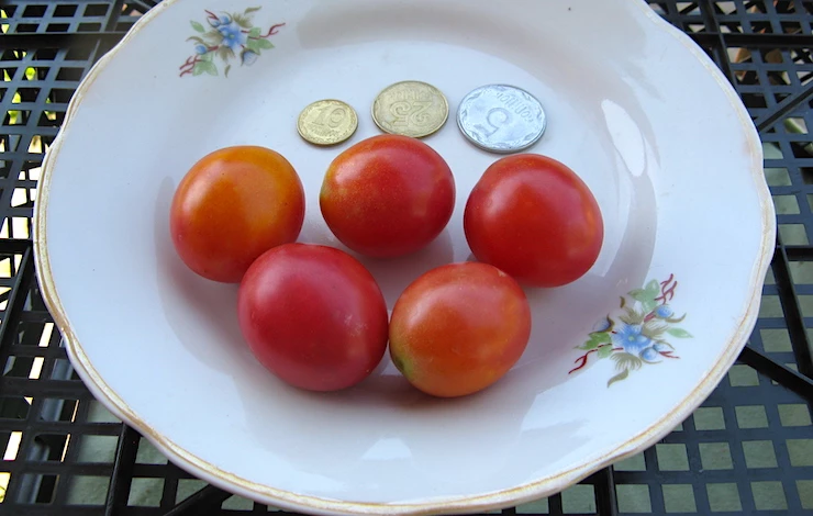 вкусные сорта томатов для теплиц