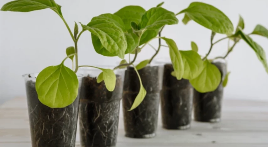 посев рассады в феврале