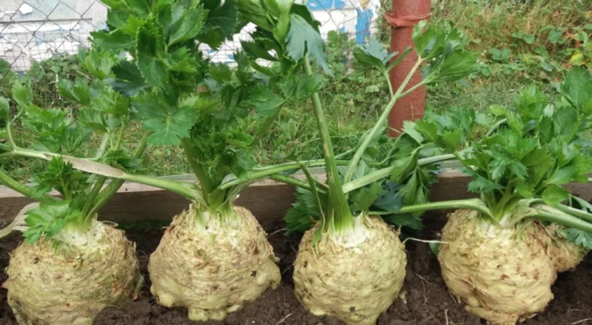 посев семян в феврале